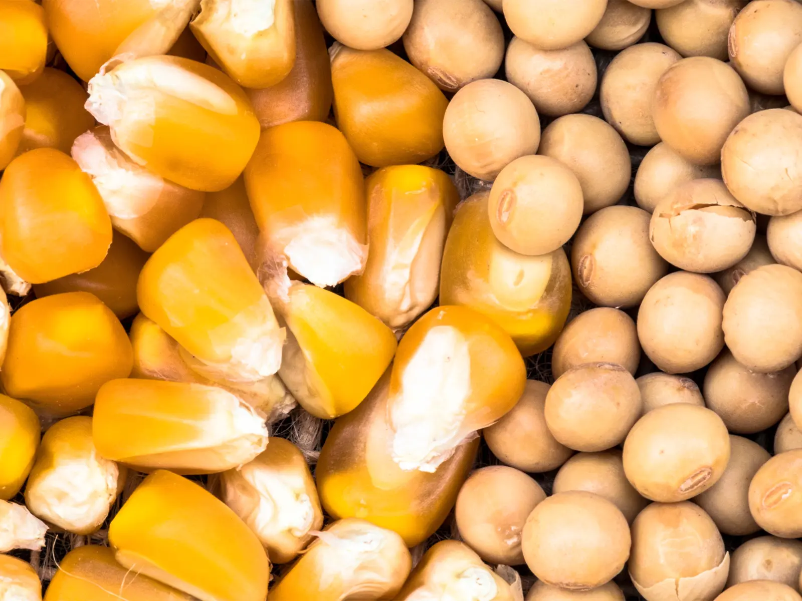 Palmitoiletanolamide (PEA): guida completa a benefici e uso