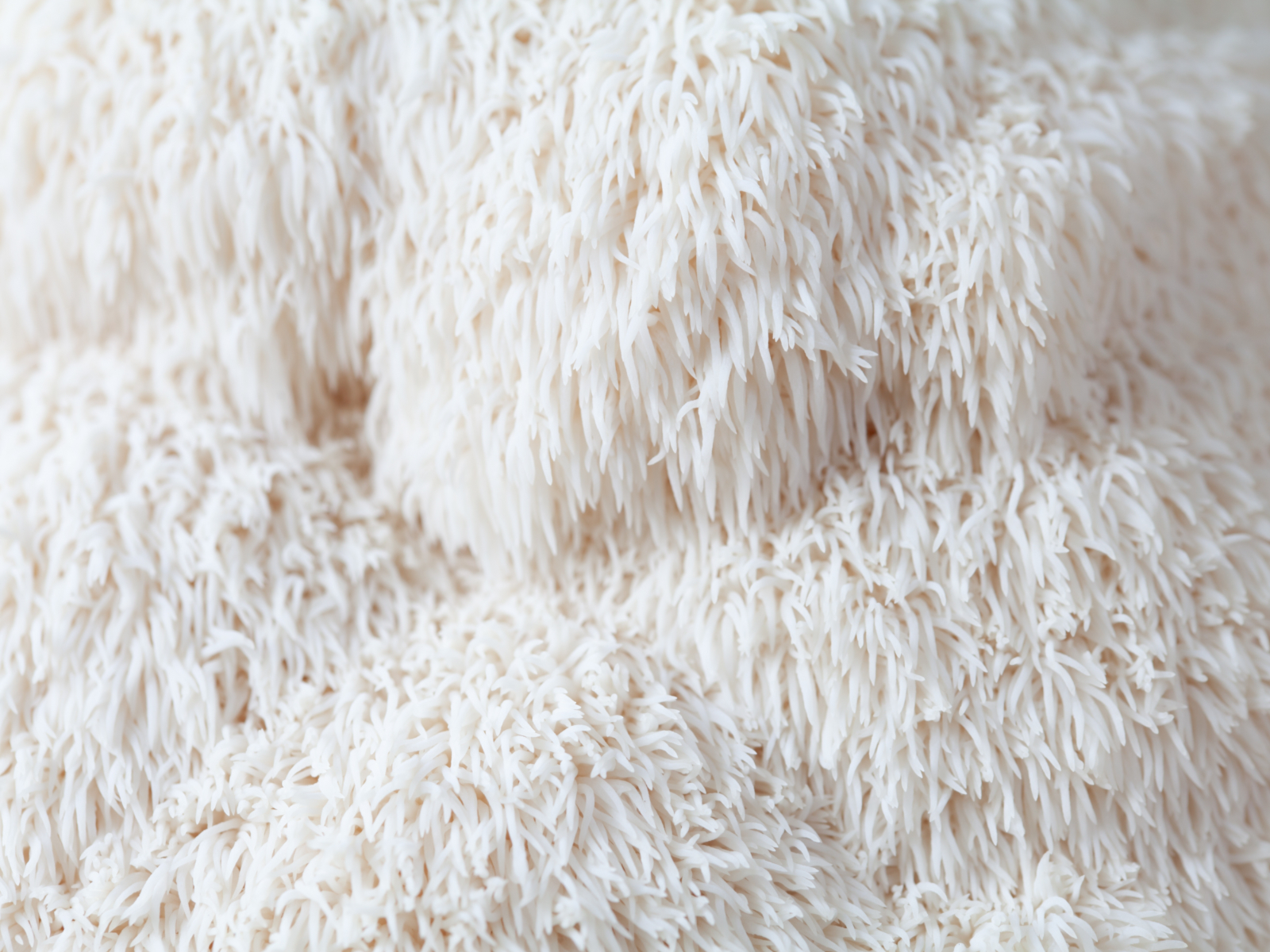 Lion’s Mane (Hericium erinaceus): biochimica, fonti e inquadramento